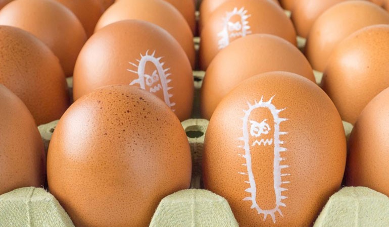 طیور تخم گذار-سالمونلا در طیور تخمگذار-آلودگی تخم مرغ