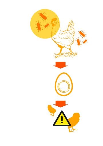 فرآورده های طیور-مرغ تخمگذار-تخم مرغ