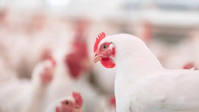 بستر خشک-طیور گوشتی-مرغ های تخمگذار-پروبیوتیک