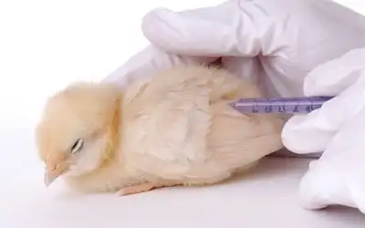 واکسیناسیون طیور-استرتس فیزیکی-مرغ های گوشتی-استرس در طیور