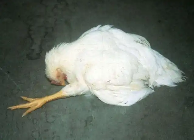بیماری مارک-مارک در طیور-مرغ های گوشتی-عفونت