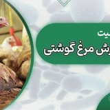 آسیت در پرورش مرغ گوشتی