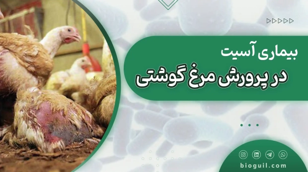 آسیت در پرورش مرغ گوشتی