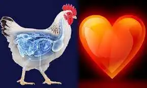 قلب و سیستم عروقی
