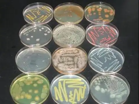 باکتری-انواع باکتری-میکروارگانیسم-باسیلوس سابتیلیس