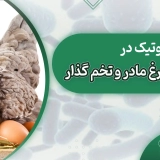 تاثیر مصرف پروبیوتیک در گله مرغ های مادر و تخمگذار