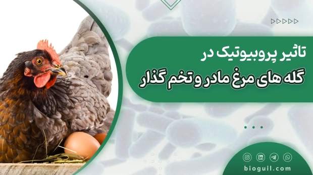 تاثیر مصرف پروبیوتیک در گله مرغ های مادر و تخمگذار